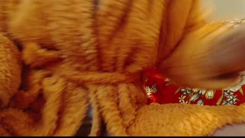 Snapshot of laralhotr chatting on January 14, 2025, 12:54 am laralhotr online show from January 14, 2025, 12:54 am