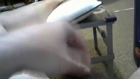 Snapshot of manumanu8585 chatting on February 3, 2026, 1:38 pm manumanu8585 online show from February 3, 2026, 1:38 pm