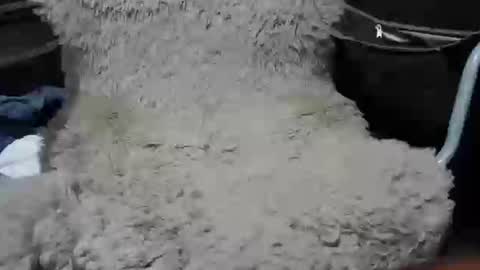 Snapshot of maximus_oreally chatting on January 7, 2025, 2:19 pm Max online show from January 7, 2025, 2:19 pm