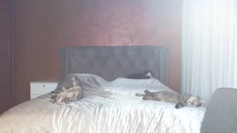 Misha online show from January 31, 2026, 7:11 pm