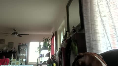 Monkee Dance online show from December 29, 2024, 10:25 pm