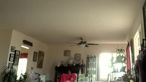 Monkee Dance online show from January 1, 2025, 7:43 pm