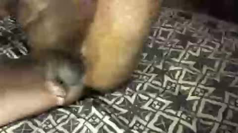 Snapshot of mrbigdiq chatting on February 6, 2025, 6:18 am MrBigDiQ1 online show from February 6, 2025, 6:18 am