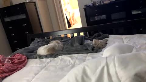 Snapshot of mrrogue chatting on December 24, 2024, 5:49 am mrrogue online show from December 24, 2024, 5:49 am