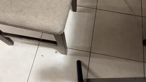 Carlos Nico online show from March 15, 2026, 9:26 am