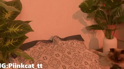 Snapshot of piinkcat chatting on June 4, 2026, 7:14 am Emi online show from June 4, 2026, 7:14 am