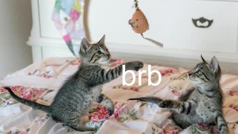 Snapshot of pink_girl0n chatting on November 17, 2025, 7:08 pm Kitty online show from November 17, 2025, 7:08 pm