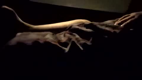 Snapshot of playfulpair7982 chatting on March 8, 2025, 12:09 pm Nichole Vixen Jacob online show from March 8, 2025, 12:09 pm