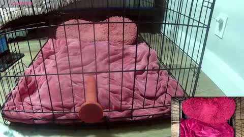 PrIncessJulia0X online show from February 3, 2026, 2:53 am