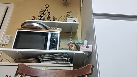 robke1966 online show from December 23, 2025, 7:06 am