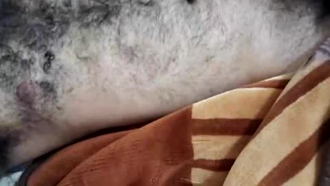 rockyp2025 online show from March 3, 2025, 12:05 pm