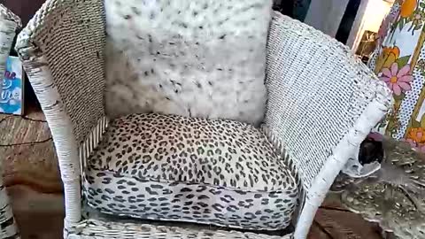 samboiamtho online show from April 3, 2026, 6:06 pm