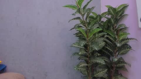 Scarlett 3 online show from November 29, 2025, 3:09 am