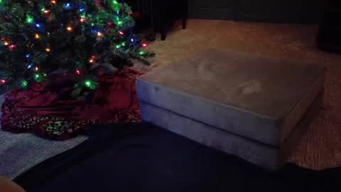 Scout has fun online show from December 10, 2024, 4:56 am