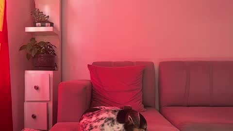 Snapshot of skinnylatin69 chatting on January 15, 2025, 7:34 pm skinnylatin69 online show from January 15, 2025, 7:34 pm