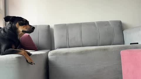 Snapshot of skinnylatin69 chatting on February 3, 2025, 6:17 pm skinnylatin69 online show from February 3, 2025, 6:17 pm