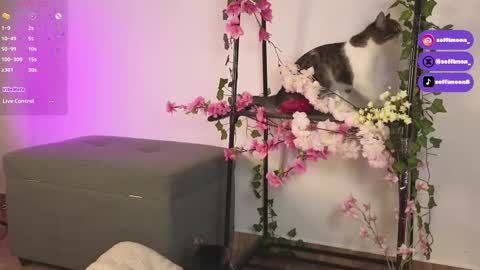 IG Soffimoon   I THANK YOU FOR LEAVING YOUR FOLLOW online show from October 10, 2025, 2:21 am