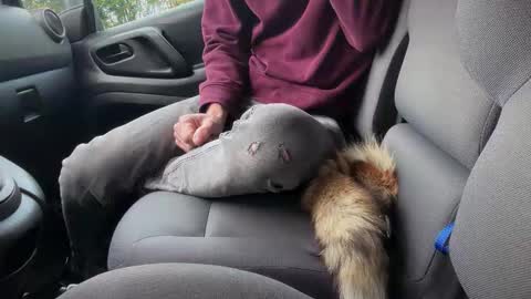 Sondages online show from November 6, 2025, 8:04 am