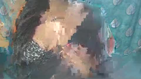 Sophia Tamil online show from February 24, 2025, 8:38 am