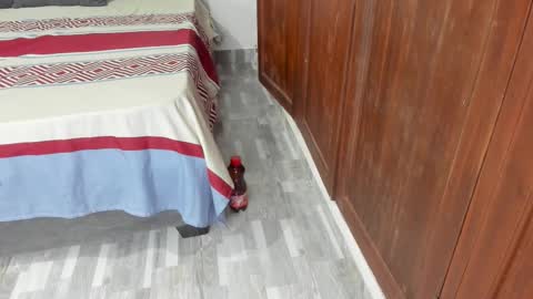 Snapshot of sophiia88 chatting on February 19, 2026, 12:23 pm Shopiia88 online show from February 19, 2026, 12:23 pm