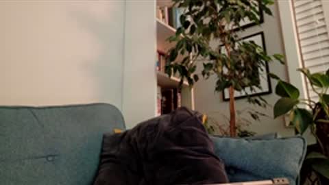 steedmont online show from March 14, 2026, 9:31 pm