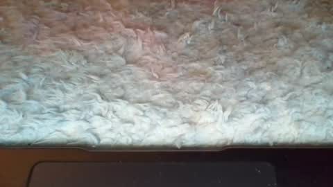 Suseee online show from April 8, 2026, 2:39 pm