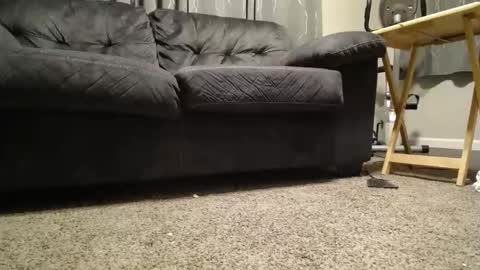 sxtn002 online show from November 11, 2025, 11:10 am