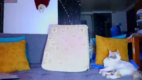 Snapshot of the_dog_lian chatting on June 28, 2026, 12:27 am the dog lian online show from June 28, 2026, 12:27 am