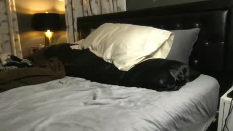 The Wild Ones online show from November 20, 2025, 1:28 am