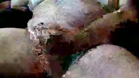 ThiccD online show from July 13, 2026, 6:55 pm