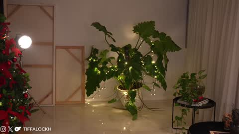 Tifa online show from December 14, 2024, 9:13 pm