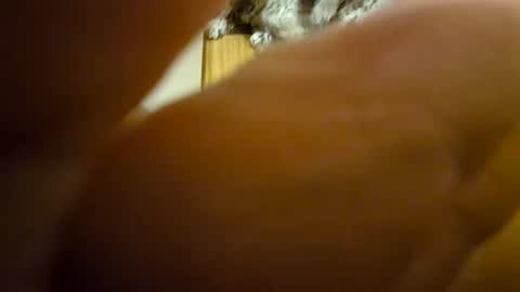 Snapshot of toadinhole chatting on December 8, 2024, 11:35 am Toady online show from December 8, 2024, 11:35 am