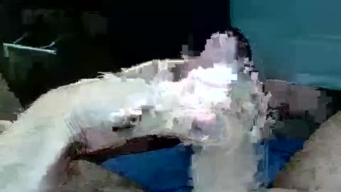 Snapshot of tom4yourself chatting on May 29, 2026, 6:17 pm tom4yourself online show from May 29, 2026, 6:17 pm