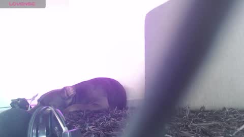   Thomas    online show from April 1, 2026, 7:22 pm