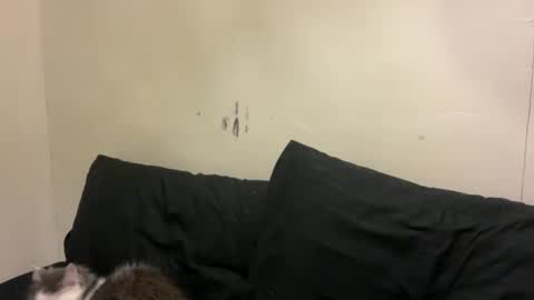 Snapshot of urasaintwink chatting on March 10, 2026, 1:05 pm Bran online show from March 10, 2026, 1:05 pm