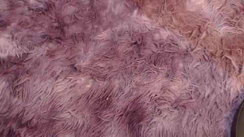 valery carter01 online show from February 3, 2026, 2:53 am