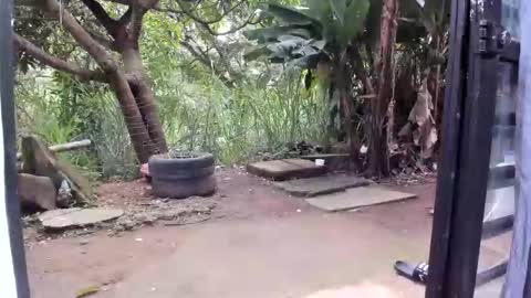 venus ... zeus sheer  online show from January 19, 2026, 12:42 pm