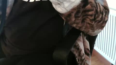 Daniel online show from February 4, 2025, 2:10 pm