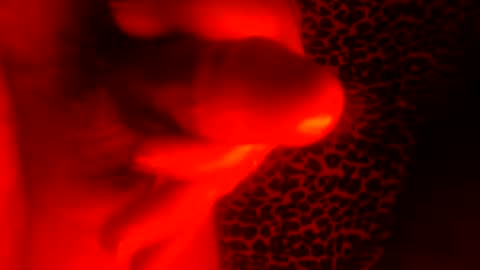 whor4mor online show from January 7, 2025, 1:03 pm