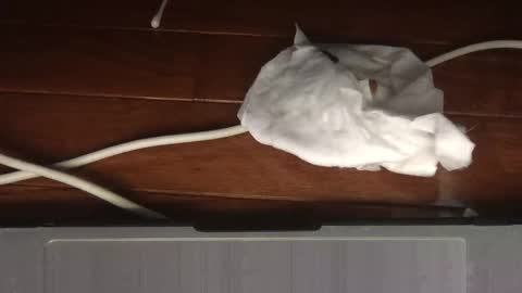 Snapshot of wolfyi chatting on February 19, 2026, 5:03 am Sultan Blaze online show from February 19, 2026, 5:03 am