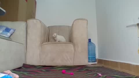 Barbie online show from October 4, 2025, 12:47 pm