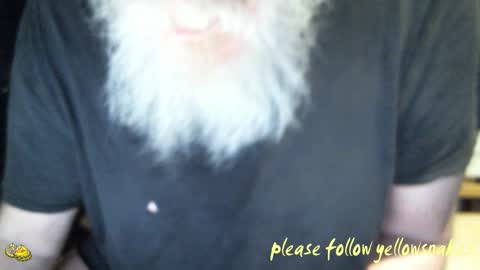 .     y e l l o w s n a k e s       . online show from February 10, 2026, 9:57 am