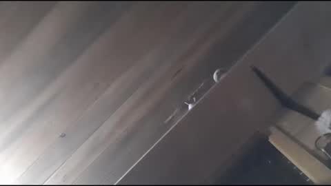 Snapshot of yessirprincesspet chatting on November 30, 2025, 6:39 am yessirprincesspet online show from November 30, 2025, 6:39 am