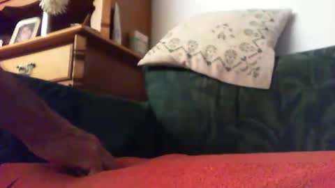 zevioo77 online show from September 14, 2025, 8:30 pm