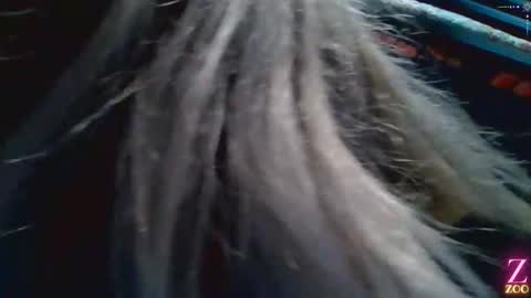 Snapshot of zya_zoo chatting on December 4, 2024, 1:36 am ZYA online show from December 4, 2024, 1:36 am