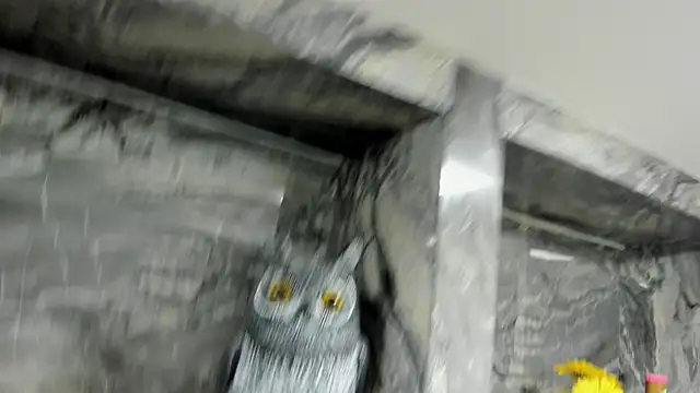 miss danika online show from October 1, 2025, 11:05 am