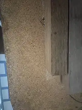 Followthepiper online show from March 29, 2026, 7:41 am