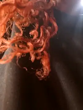 Snapshot of Swirly_blac chatting on March 24, 2026, 7:24 am Swirly blac online show from March 24, 2026, 7:24 am