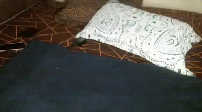 Snapshot of Sweetie_pussy chatting on March 18, 2025, 1:09 pm Sweetie pussy online show from March 18, 2025, 1:09 pm