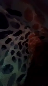 Snapshot of Xoc8_ chatting on December 8, 2024, 8:47 pm Xoc8 online show from December 8, 2024, 8:47 pm